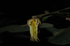 Coscinium fenestratum